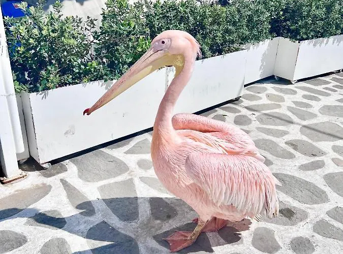 Provis Next To The Mills In *